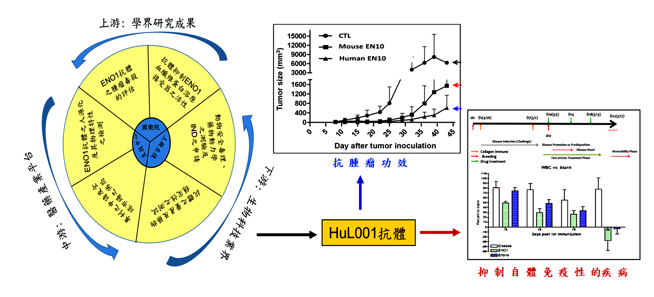 HuL001抗體研發過程